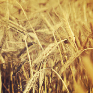 champ de blé, qui est une céréale fréquemment utilisée comme matière première pour produire de la vodka. Droits photo@DALL.E